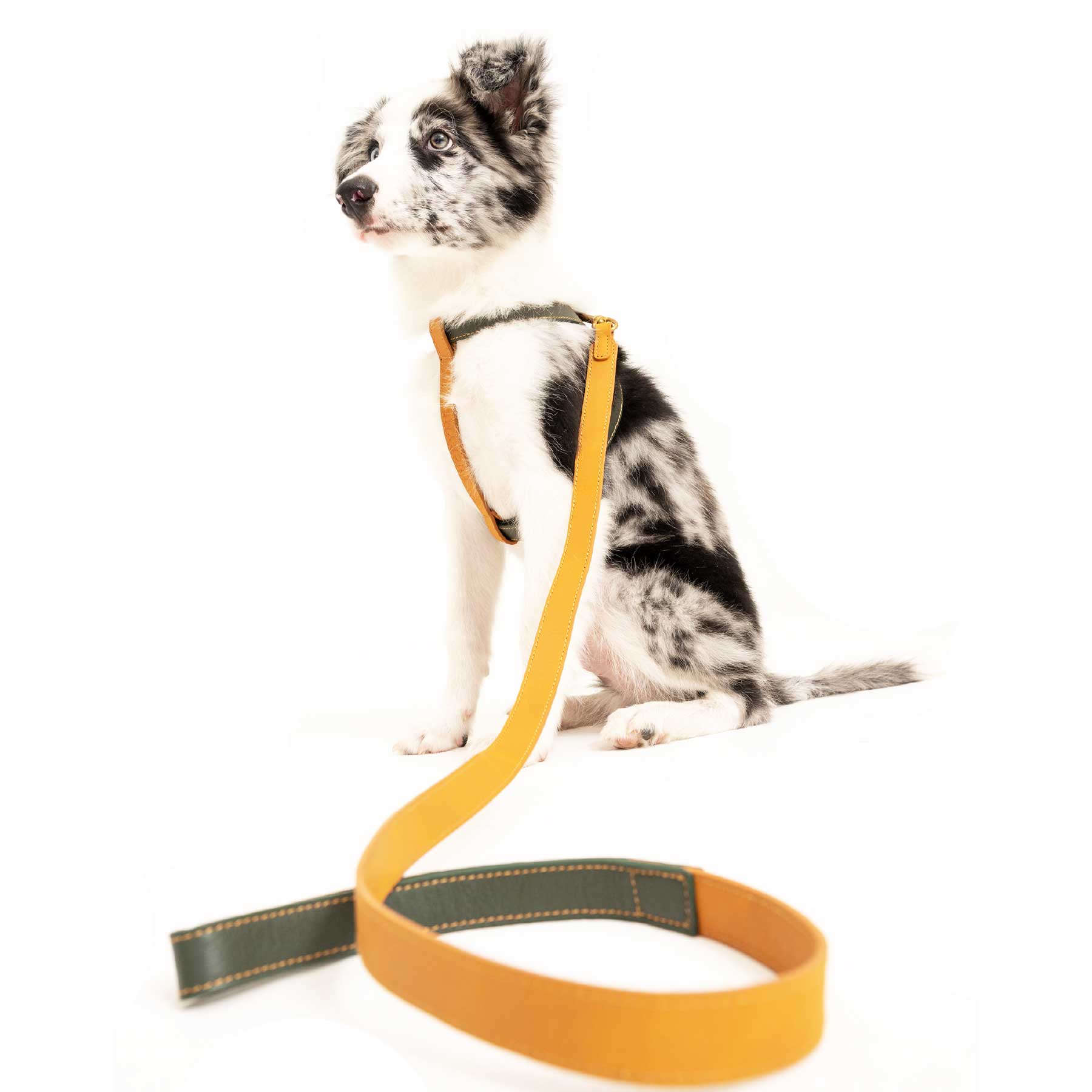 Set Arnés Kiwi/Coconut & Correa Coconut/Kiwi