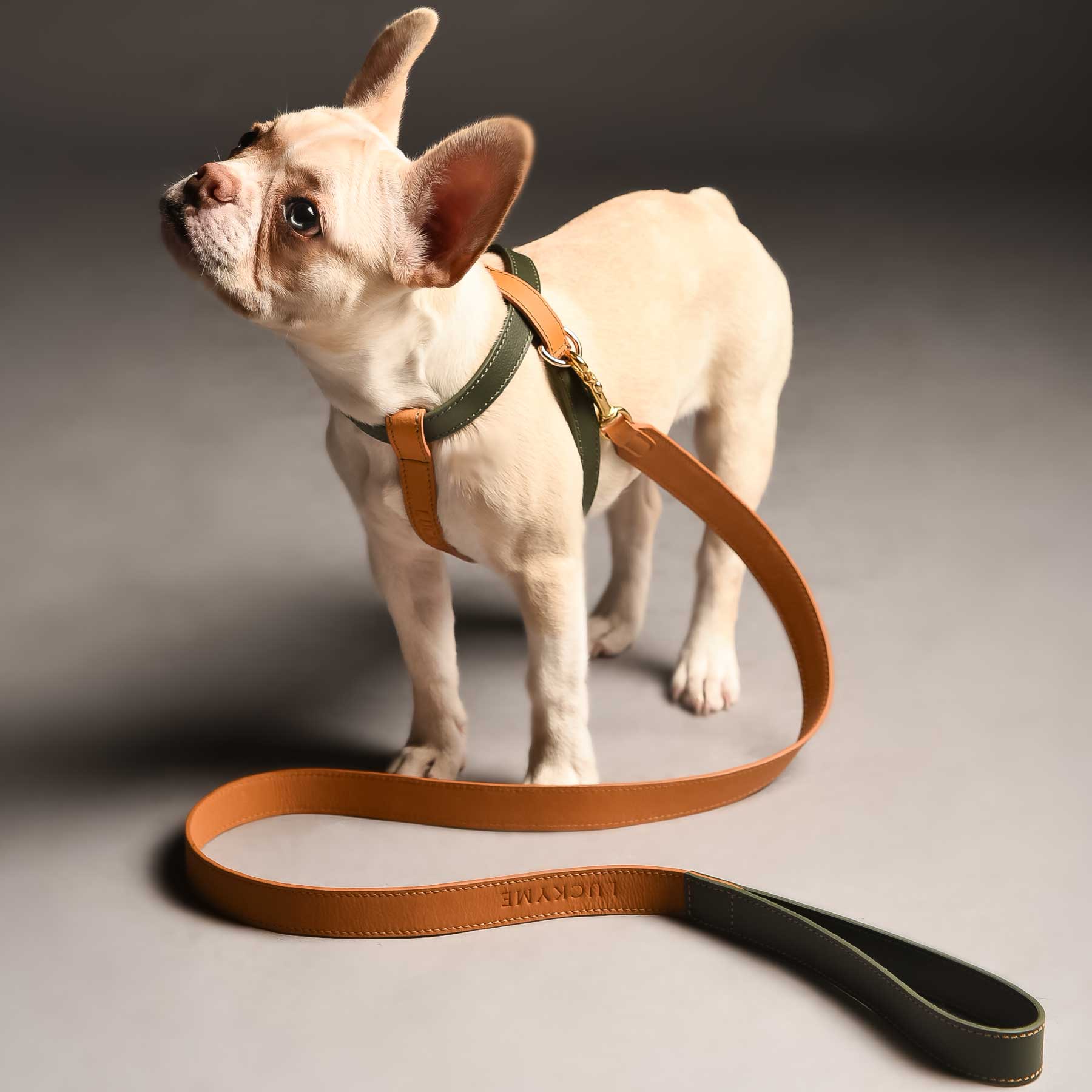 Set Arnés Kiwi/Coconut & Correa Coconut/Kiwi