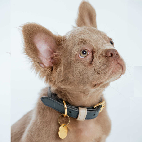 COLLAR NAVY/TAUPE