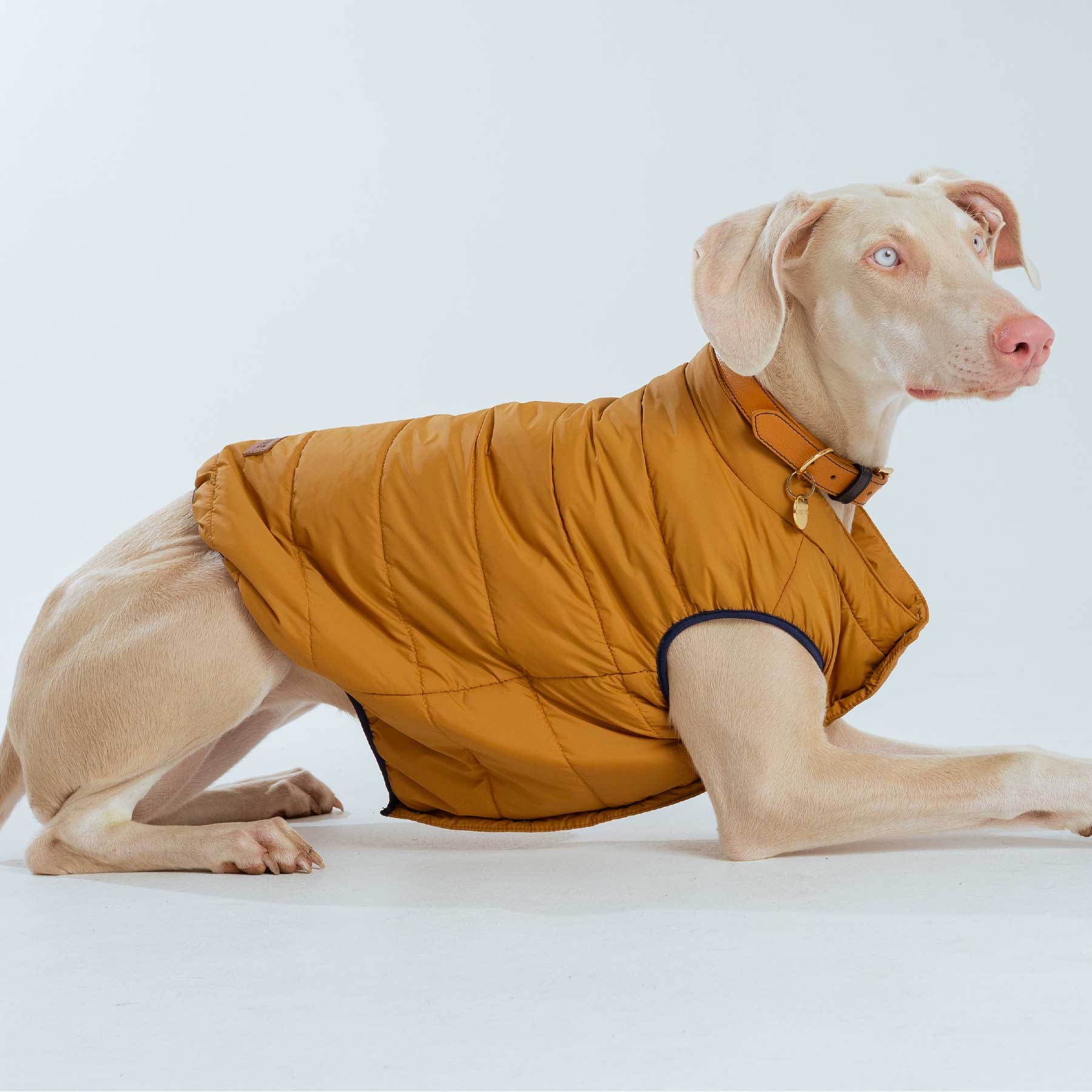 CHALECO MUSTARD "new collection"