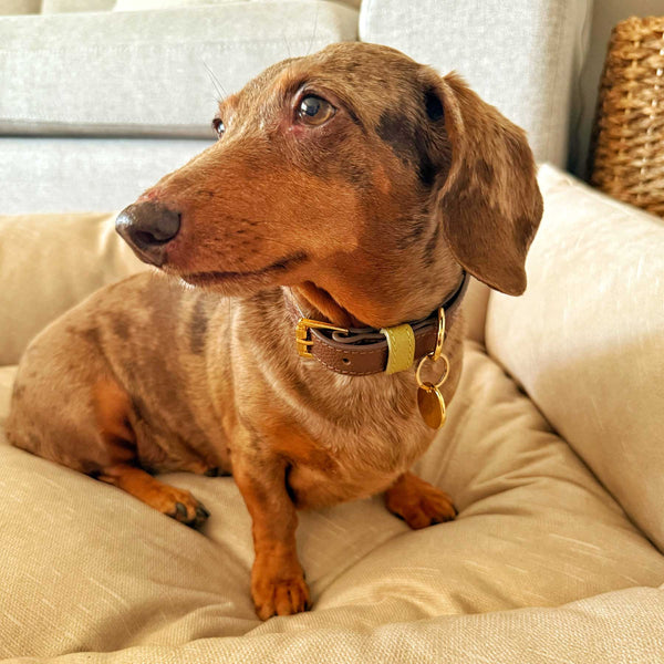 "NEW" COLLAR MOCCA/MATCHA