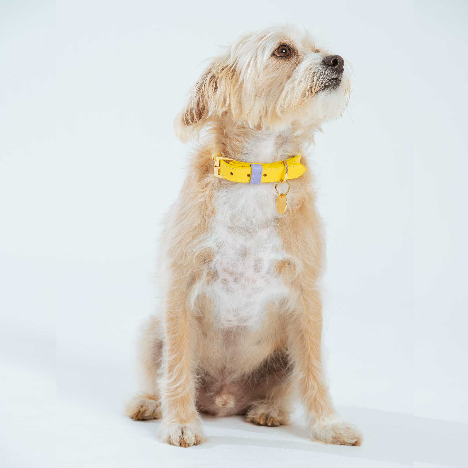 COLLAR BANANA/PURPLE