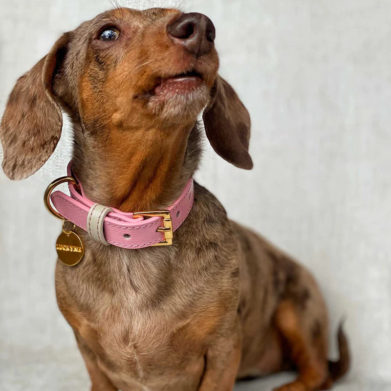 COLLAR MINI XXS PINKBLUSH/CREAM