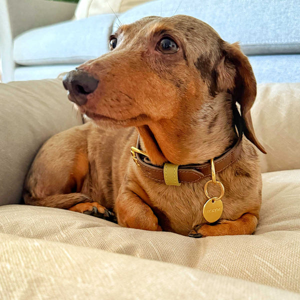 "NEW" COLLAR MOCCA/MATCHA