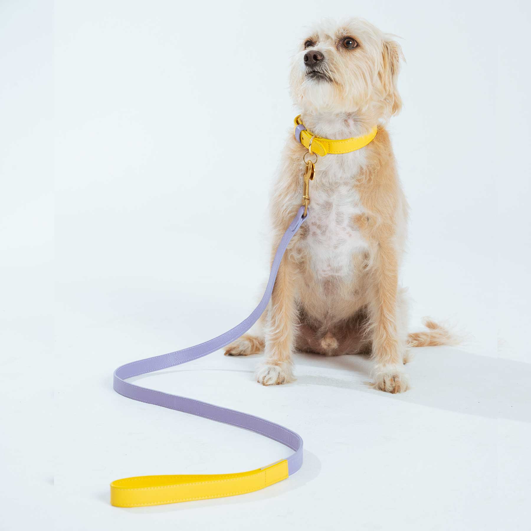 SET COLLAR  BANANA/PURPLE + CORREA PURPLE/BANANA