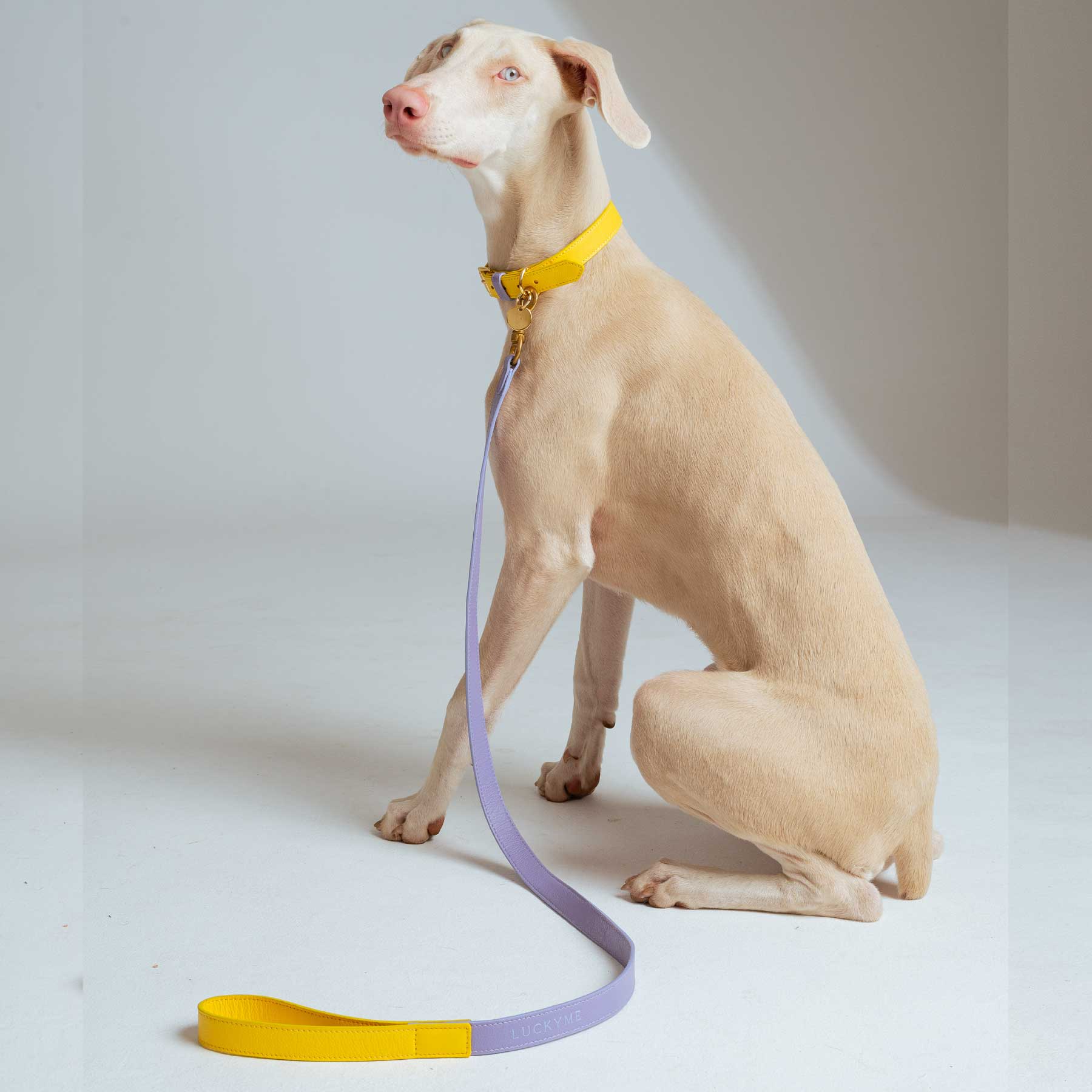 SET COLLAR  BANANA/PURPLE + CORREA PURPLE/BANANA