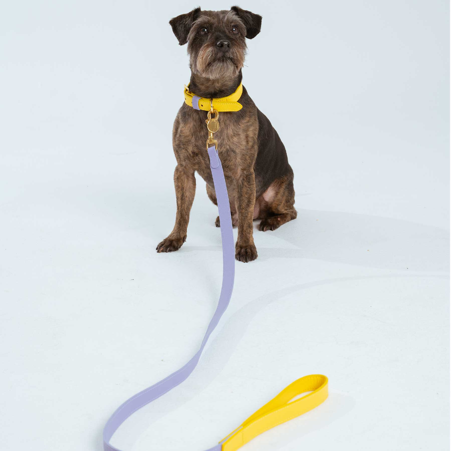 SET COLLAR  BANANA/PURPLE + CORREA PURPLE/BANANA