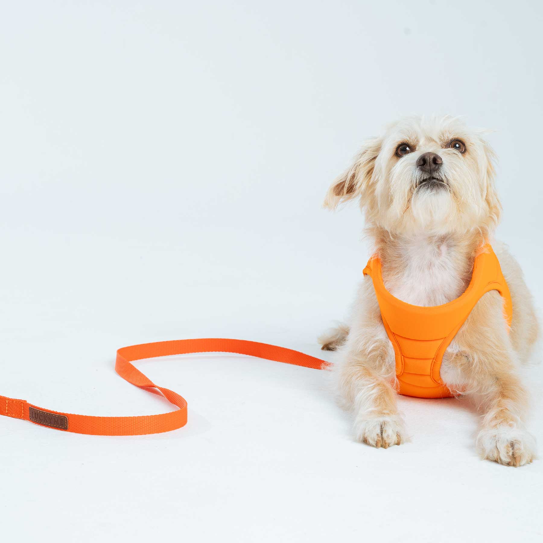 Pechera orange + correa orange
