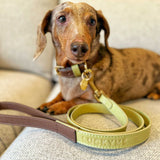 "NEW" SET COLLAR MOCCA/MATCHA & CORREA MATCHA/MOCCA