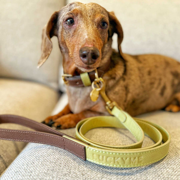"NEW" SET COLLAR MOCCA/MATCHA & CORREA MATCHA/MOCCA