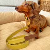 "NEW" SET COLLAR MOCCA/MATCHA & CORREA MATCHA/MOCCA