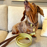 "NEW" SET COLLAR MOCCA/MATCHA & CORREA MATCHA/MOCCA