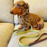 "NEW" SET COLLAR MOCCA/MATCHA & CORREA MATCHA/MOCCA