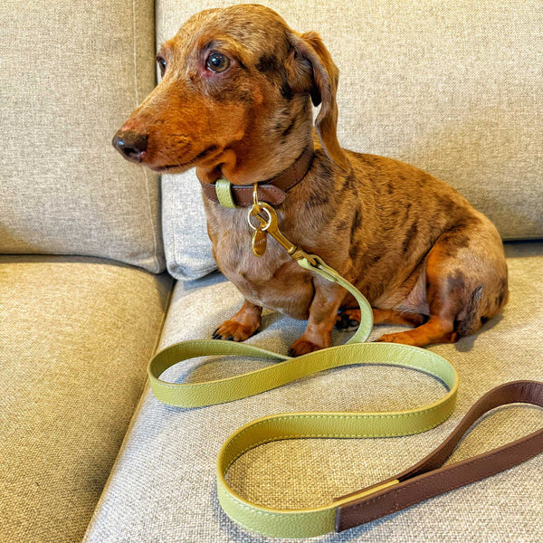 "NEW" SET COLLAR MOCCA/MATCHA & CORREA MATCHA/MOCCA