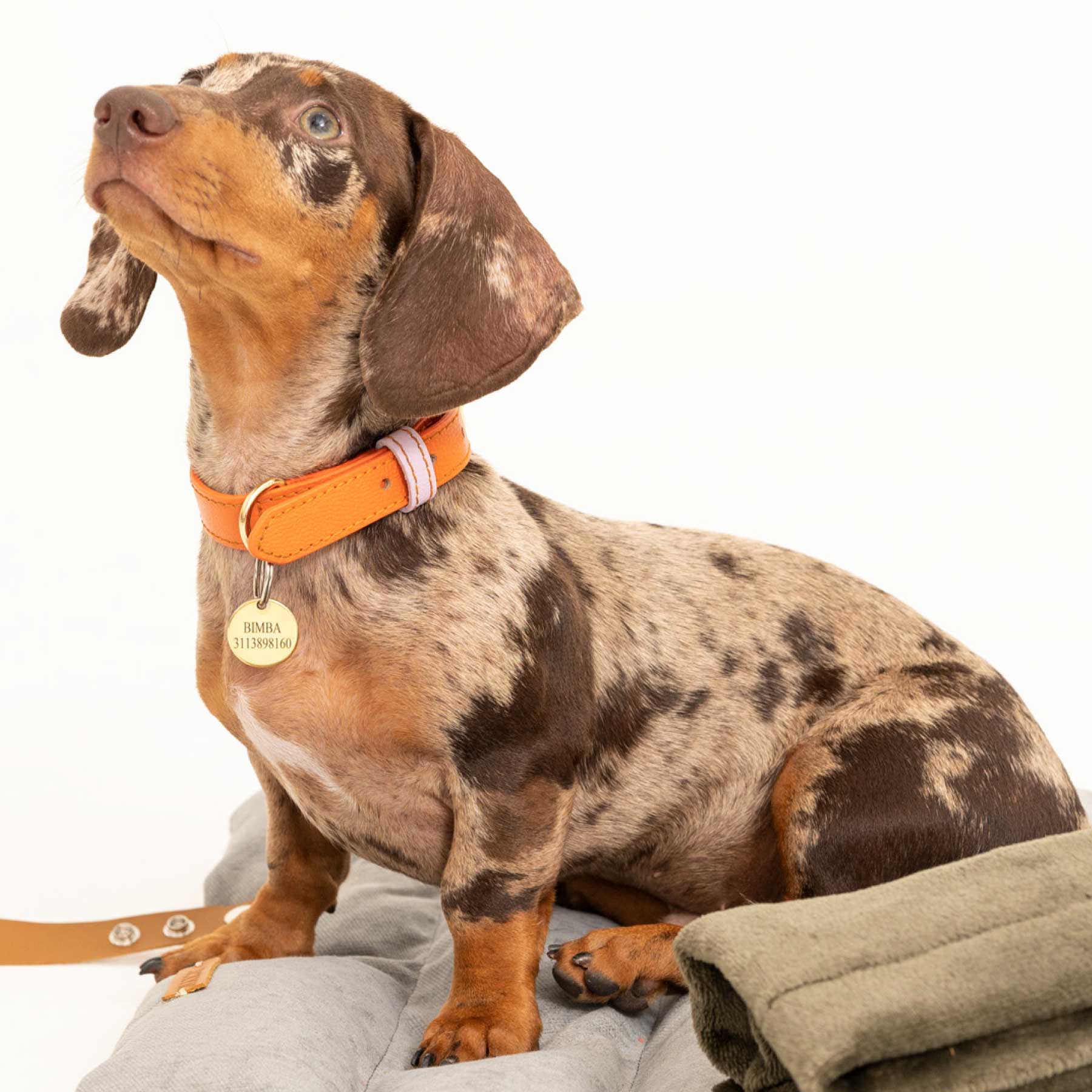 COLLAR ORANGE/LILAC