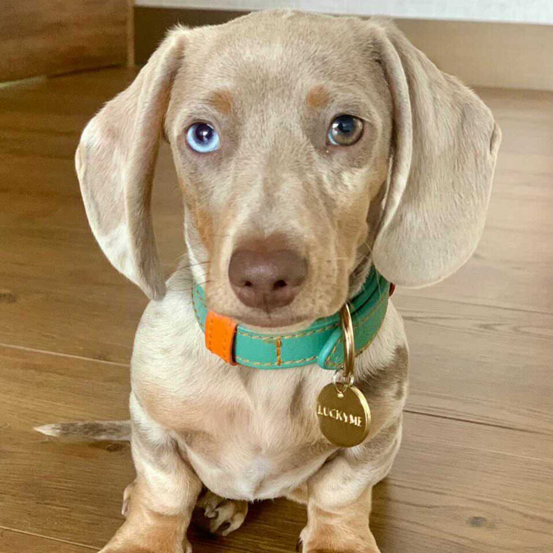 Collar Aquamarine/Papaya