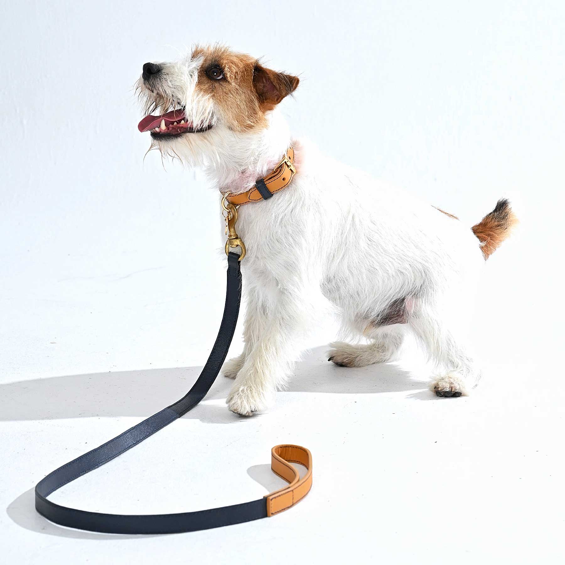 Set Collar Coconut/Blueberry & Correa Blueberry/Coconut