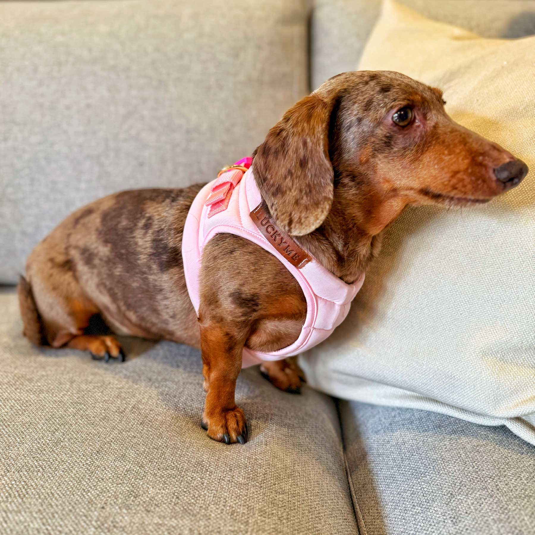 PECHERA PINK