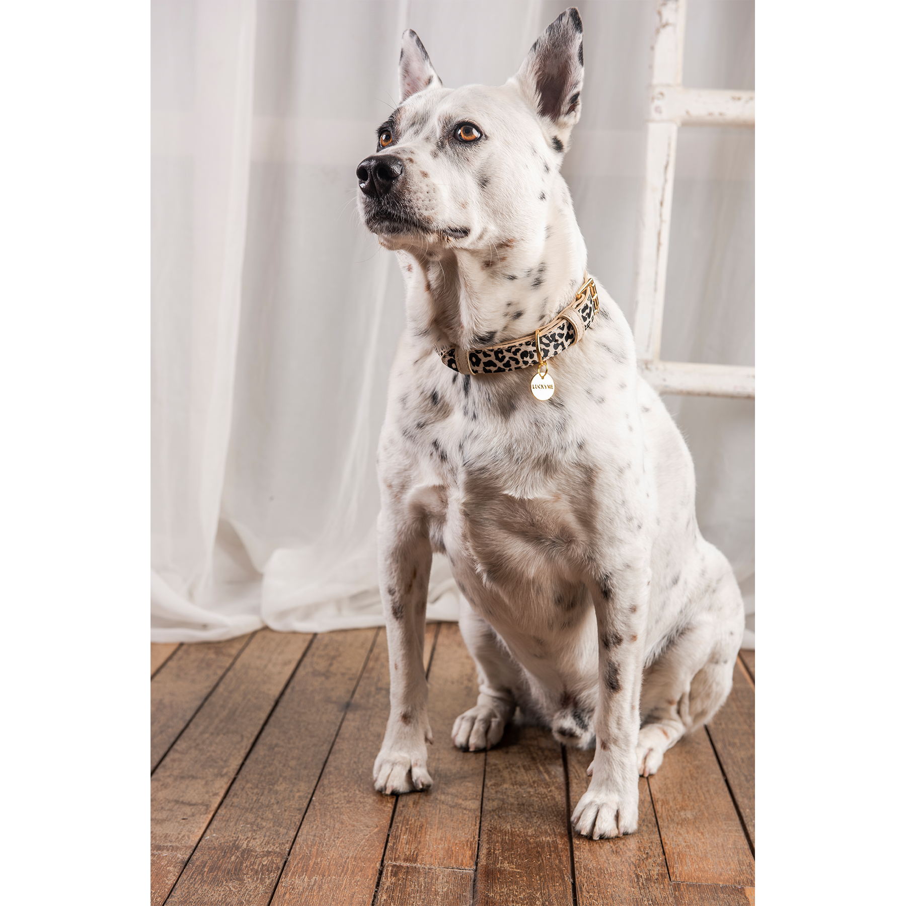 Collar pardus/cream