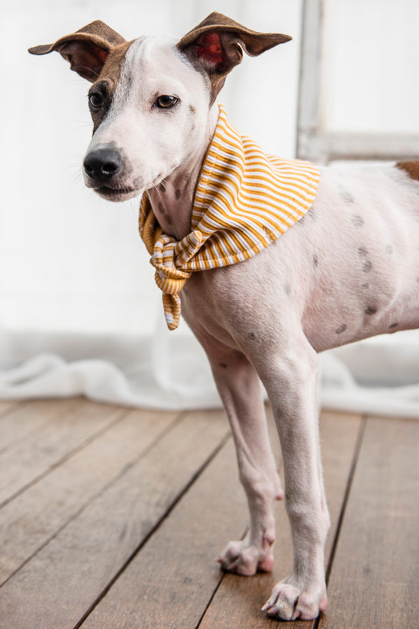 Pañoleta Starline Mustard